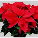 stella_di_natale