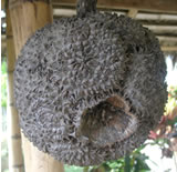 infruttescenza