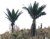 Phitelephas aequatorialis
